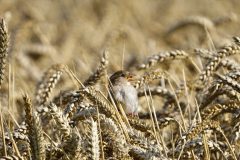 Gerry-van-Meurs-Mus-in-graanveld-DSC01865