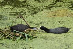 Gerry-van-Meurs-meerkoet-met-jong-DSC04807