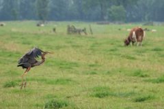 Gerry-van-Meurs-purperreiger-in-veld-DSC05078