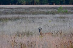 Gerry-van-Meurs-ree-in-veld-7594