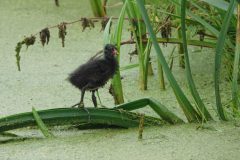 Gerry-van-Meurs-waterhoen-kuiken-DSC04514