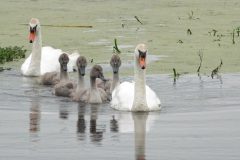 Gerry-van-Meurs-zwanen-familie-DSC05180