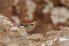 Tapuit-jong-DSC07603