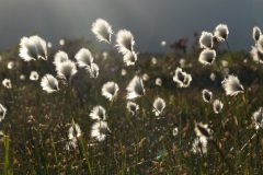 gvm-veenpluis-00292