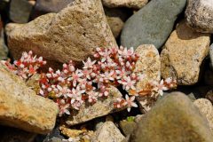 saxifraga-DSC07204