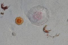 strand-GVM02756