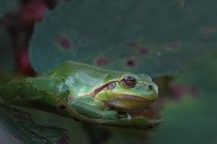 1-Boomkikker-Gerry-van-Meurs-20230823-DSC00746