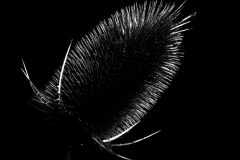 2-Distel-ZW-DSC01468