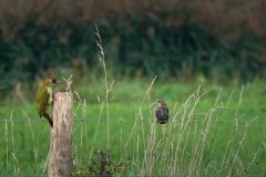 3-Groene-specht-en-spreeuw-Gerry-van-Meurs-20230917-DSC01567