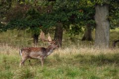 Denemarken-Jeagersborg-Damhert-DSC01983