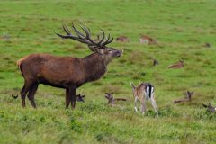 Denemarken-Jeagersborg-Edelhert-veld-DSC07409