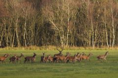Denemarken-Lille-Vildmose-Edelerten-in-veld-DSC07855