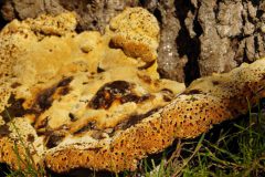 Denemarken-Lille-Vildmose-Eikenweerschijnzwam-DSC07027