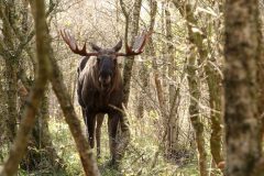 Denemarken-Lille-Vildmose-Eland-in-bos-DSC03464