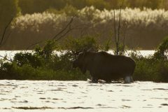 Denemarken-Lille-Vildmose-Eland-in-water-DSC09024