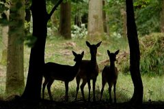 Denemarken-Lille-Vildmose-Hindes-bos-silhouette-DSC01885