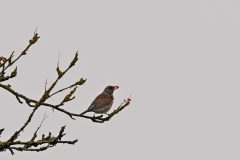 Denemarken-Lille-Vildmose-Kramsvogel-DSC08019