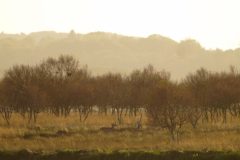 Denemarken-Lille-Vildmose-landschap-DSC07912