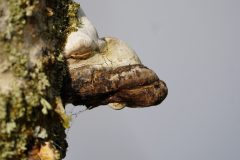 Denemarken-Lille-Vildmose-paddestoel-DSC08364