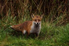 Denemarken-Lille-Vildmose-vos-Lille-Vildmose-DSC08102