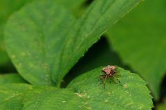 Lanaken-Bruin-gemarmende-schildwants-DSC01774