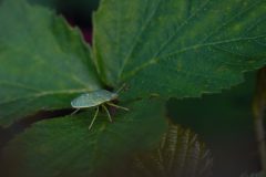 Lanaken-Groene-schilwants-DSC01682