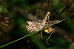 Lanaken-parende-sprinkhanen-DSC08584