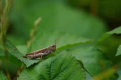 Lanaken-sprinkhaan-DSC01813