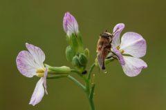 Sterrebos-Blinde-bij-DSC06847
