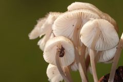 Sterrebos-Kevertje-in-Fraaisteelmycena-DSC05166