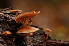 Sterrebos-Prachtvlamhoed-DSC05317