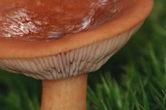 Sterrebos-Prachtvlamhoed-DSC05476