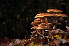 Sterrebos-Schubbige-bundelzwam-DSC05440