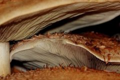 Sterrebos-Schubbige-bundelzwam