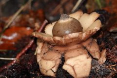 Sterrebos-aardster-DSC04270