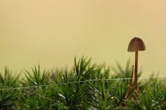 Sterrebos-klein-wit-paddestoel-met-web-DSC04404