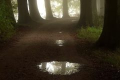 Sterrebos-laan-in-mist-DSC04219