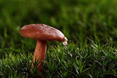 Sterrebos-melkzwam-DSC04380