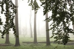 Sterrebos-mist-DSC04228