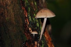 Sterrebos-mycena-DSC04612