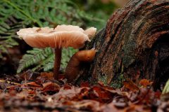 Sterrebos-rodekoolzwam-met-slak-en-vlieg-DSC04554