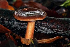 Sterrebos-rossige-melkzwam-DSC04451