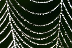 Sterrebos-spinneweb-DSC04245