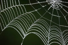 Sterrebos-spinneweb-gedraaid-DSC04252