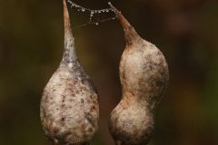 Sterrebos-zaden-DSC04313