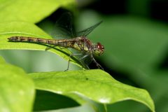 Wamberg-Bruinrode-heidelibel-Gerry-van-Meurs-20230807-DSC00281