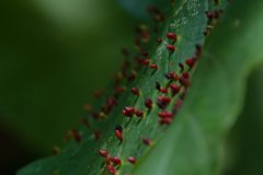 Wamberg-Gerry-van-Meurs-20230807-DSC00143