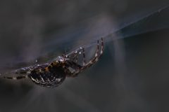 Wamberg-Kruisspin-Gerry-van-Meurs-20230910-Spin-kleur-DSC01373