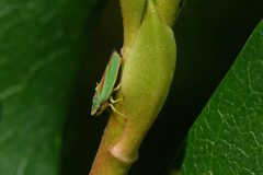 Wamberg-Rododendron-cicade-Gerry-van-Meurs-20230807-DSC09932