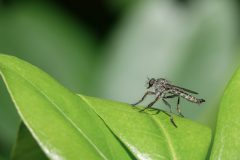 Wamberg-Roofvlieg-Gerry-van-Meurs-20230807-DSC00322